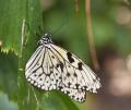 IMG_4640 black and white butterfly